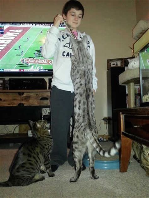 We provide resources, advice and recommendations for savannah f3 savannah cat is the home for those who own or are looking to own savannah cats! Savannah Cat F Generations Explained What the F mean in ...