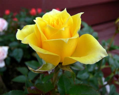 The yellow hue in flowers is the harbinger of positivity, happiness, and intellect. Yellow Roses Flowers Meaning | Flower Meanings, Pictures ...