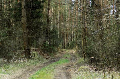 Forest And Dirt Road Overgrown With Grass Stock Photo Image Of Trees