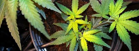 This guide explains how plants, in this case, legumes, receive the nitrogen they need to grow. How To Stop Nitrogen Deficiencies In Marijuana Plants - ILGM