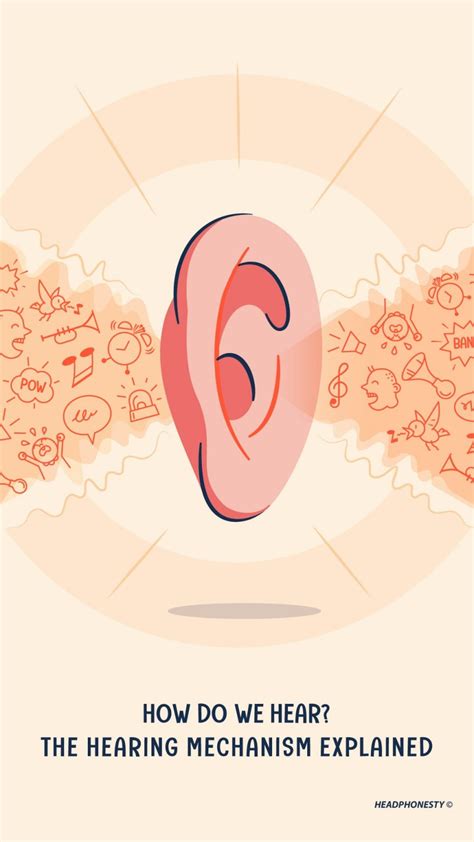 How Do Human Hear Sound The Hearing Mechanism Explained Headphonesty