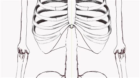 Human Anatomy How To Draw The Rib Cage Front View Youtube