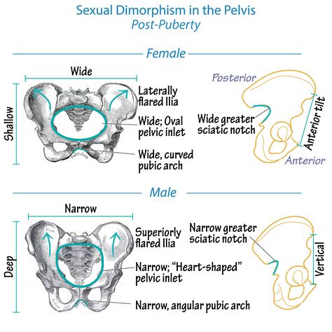 Gross Anatomy Glossary Pelvis Sexual Dimorphism Draw It To Know It