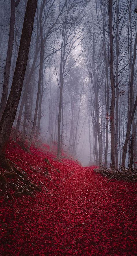 Foggy Misty Autumn Forest Hd Phone Wallpaper Pxfuel