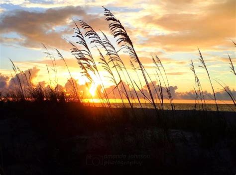 Sunrise Through The Sea Oats Myrtle Beach South Carolina Photo