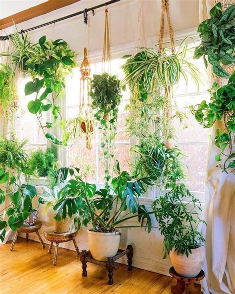 10 Indoor Plant Hanging Ideas