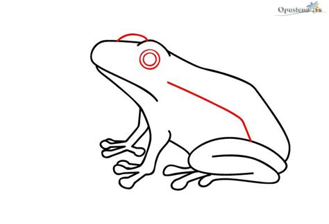 Kako Nacrtati Žabu Slika Kako Nacrtati Zabu 6