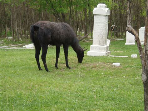 pasture animals  st peters cemetery