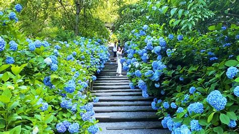 Separate the bush in equal halves by pushing the two sections apart to reveal the root ball or crown. Blue Hydrangea Road that can only be seen at Meigetsuin ...