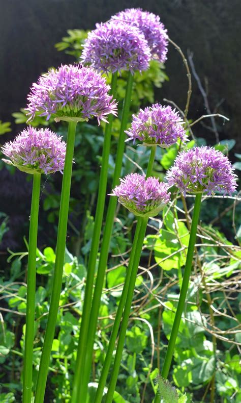 Basicallyitsgrowing Planting Allium Bulbs