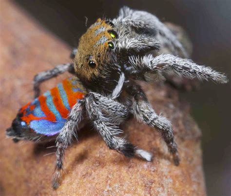 The design is modern and the colors are bold.this work won first place in the. Sciency Thoughts: Two new species of Peacock Spider from ...