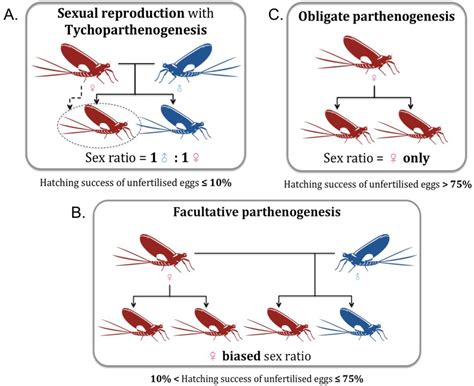 Parthenogenesis