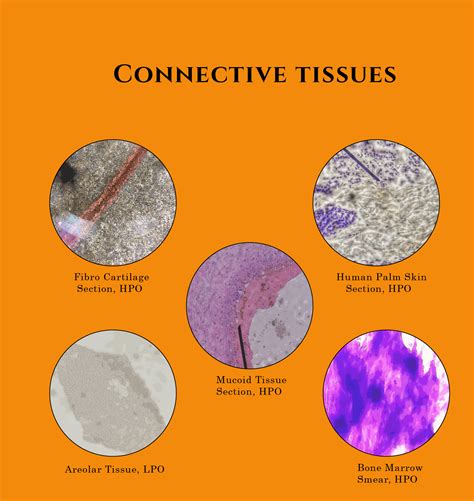 Connective Tissues Part 2 01 Photo Histology Art Mt 30 Lab C