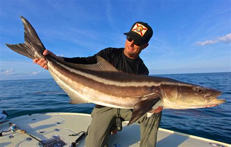 Cobia And The Rays Florida Sportsman