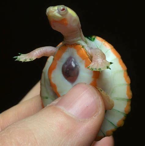 This Albino Turtle Was Born With An Exposed Heart Credit Ig