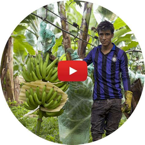 The Banana Supply Chain Discover More About Our Banana Supply Chain