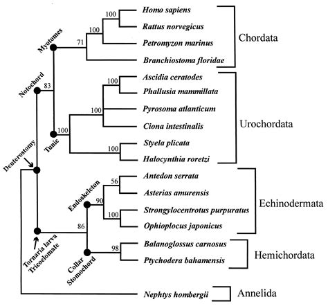 Evolution Of The Chordate Body Plan New Insights From Phylogenetic