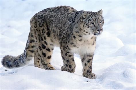 Snow Leopard Predator Big Cat Free Photo On Pixabay Pixabay