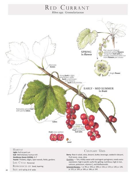 Red Currant Ribes Spp Edible Wild Plants Edible Plants Medicinal