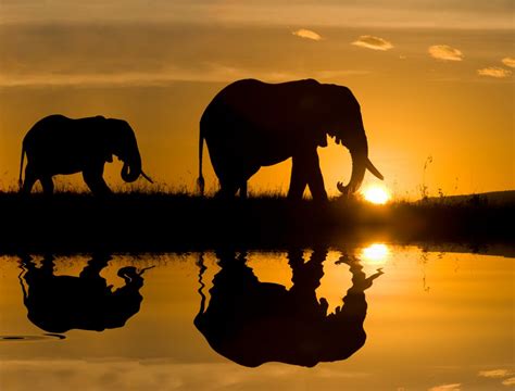 50 Best Wildlife Photography To Get Inspire