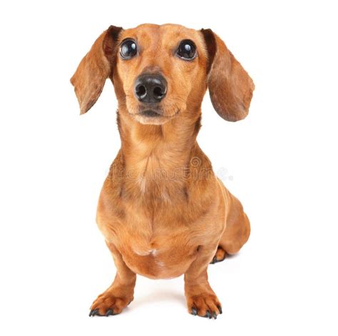 Red Long Haired Dachshund Begging Stock Image Image Of Coat Small