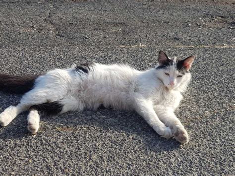 Sparito Un Gatto Dalla Colonia Felina Di Cerveteri Terzo Binario News