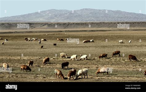 Altay People Hi Res Stock Photography And Images Alamy