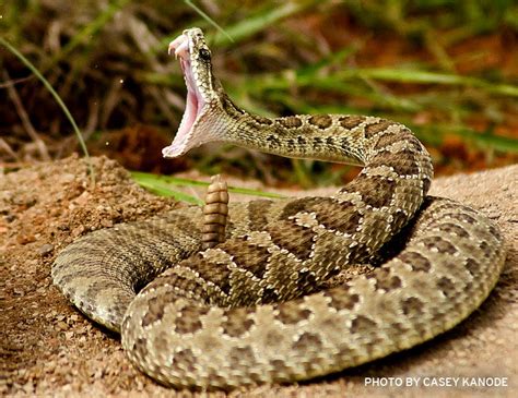 Rattlesnake Animal Fact Information And Latest Pictures All Wildlife
