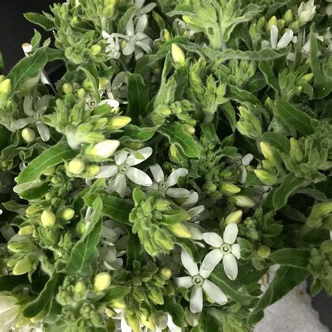 White Tweedia Florabundance Wholesale Flowers