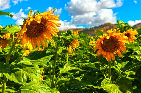 Sunflowers Michael Gordon Flickr