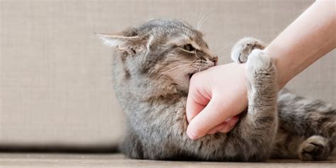 How To Train Your Cat Not To Bite All About Cats