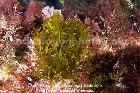 Brown Algae Seaweed Photos Dictyopteris Undulata San Benito Island