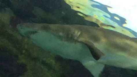 Seaworld Shark Encounter San Diego Pov Hd Youtube
