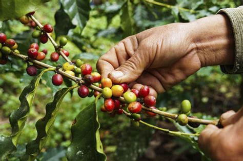 Organic Coffee Living In Ecuador Torrin Brauch