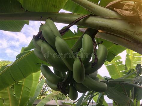 Fresh Green Banana Fruit On Tree Stock Image Image Of Bananas Farm