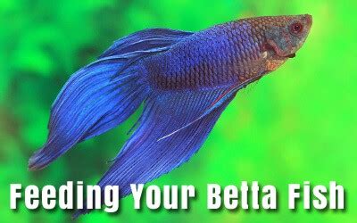 Betta Fish Care Guides & Articles | Japanese Fighting Fish