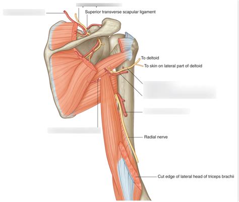Arteries Nerve Posterior Scapular Region Diagram Quizlet The Best