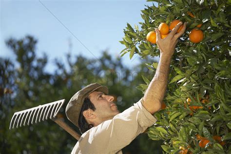 Farmer picking oranges Stock Photo - 1905637 | StockUnlimited