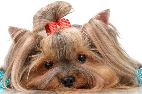 6 Things You Need To Know Before You Get A Yorkie The Yorkie Times