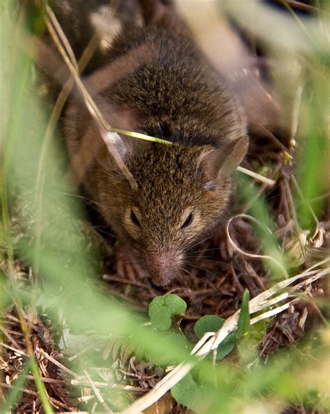 Antechinus Marsupial Mouse Wild Free Photo On Pixabay Pixabay