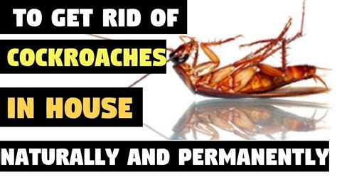 How To Get Rid Of Little Roaches Now That We Made The Habitat Less Attractive To Cockroaches I