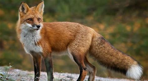 What are the pads of the prickly pear cactus called? What is a group of foxes called? | Trivia Answers | QuizzClub