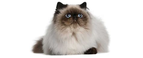 We have all of the information you need to know about persian breeders including website url, contact information, facebook page, memberships to associations. اروع خلفيات جميله لقطط ,قطط هملايا - مساء الخير