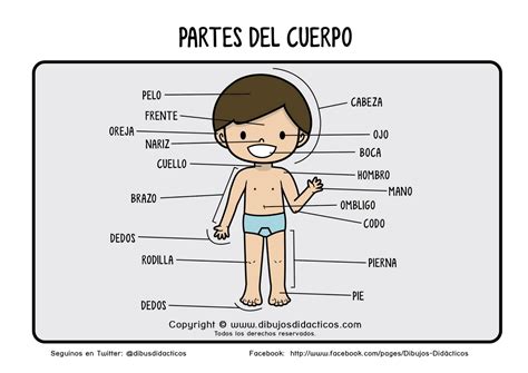 Conocimiento Del Medio Natural Social Y Cultural Partes Del Cuerpo Humano