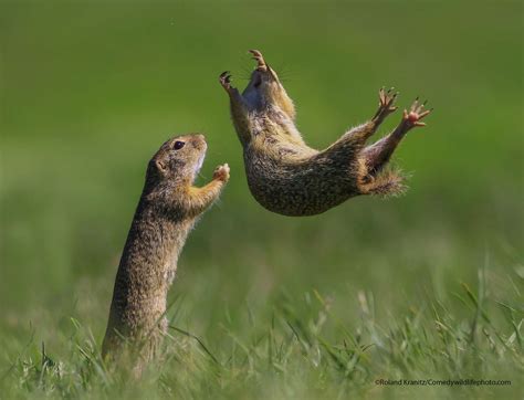 Whee Animals Have Fun In Award Winning Photos