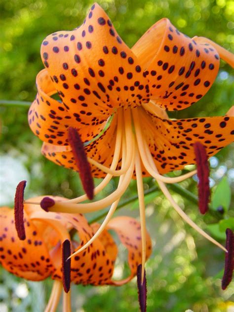 Tiger Lily Free Photo Download Freeimages