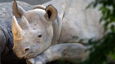 western black rhino of africa declared extinct ctv news