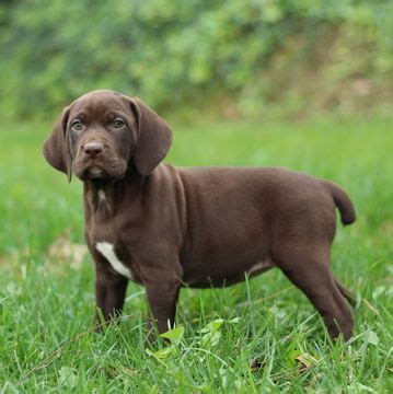 Read our german shorthaired pointer buying advice page for information on this dog breed. German Shorthaired Pointer puppy for sale in GAP, PA. ADN ...