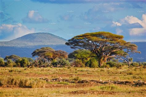 Savanna Landscape Kenya Africa Featuring Amboseli Nayional And Park