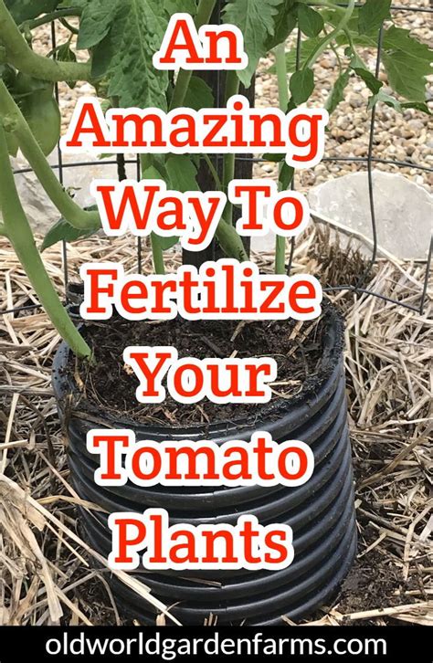 An Amazing Way To Fertilize Tomato Plants Naturally And Peppers Too
